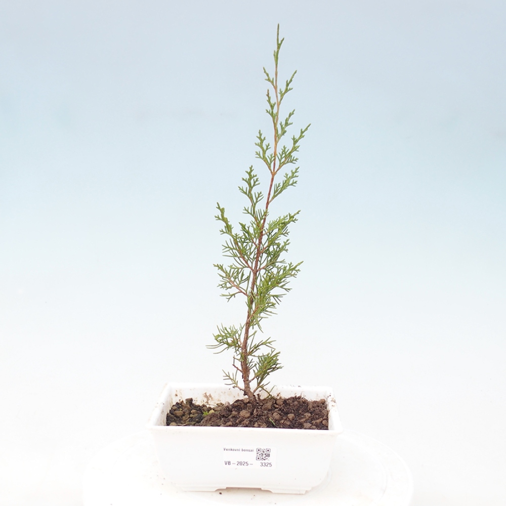 Outdoor bonsai - Juniperus chinensis Itoigawa - Jałowiec chiński