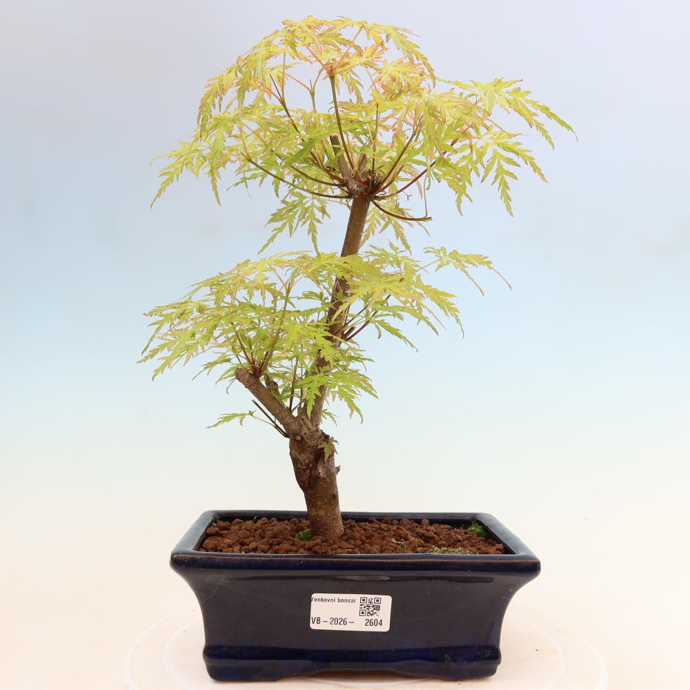 Bonsai ogrodowe – Acer palmatum Dissectum – klon palmowy 
