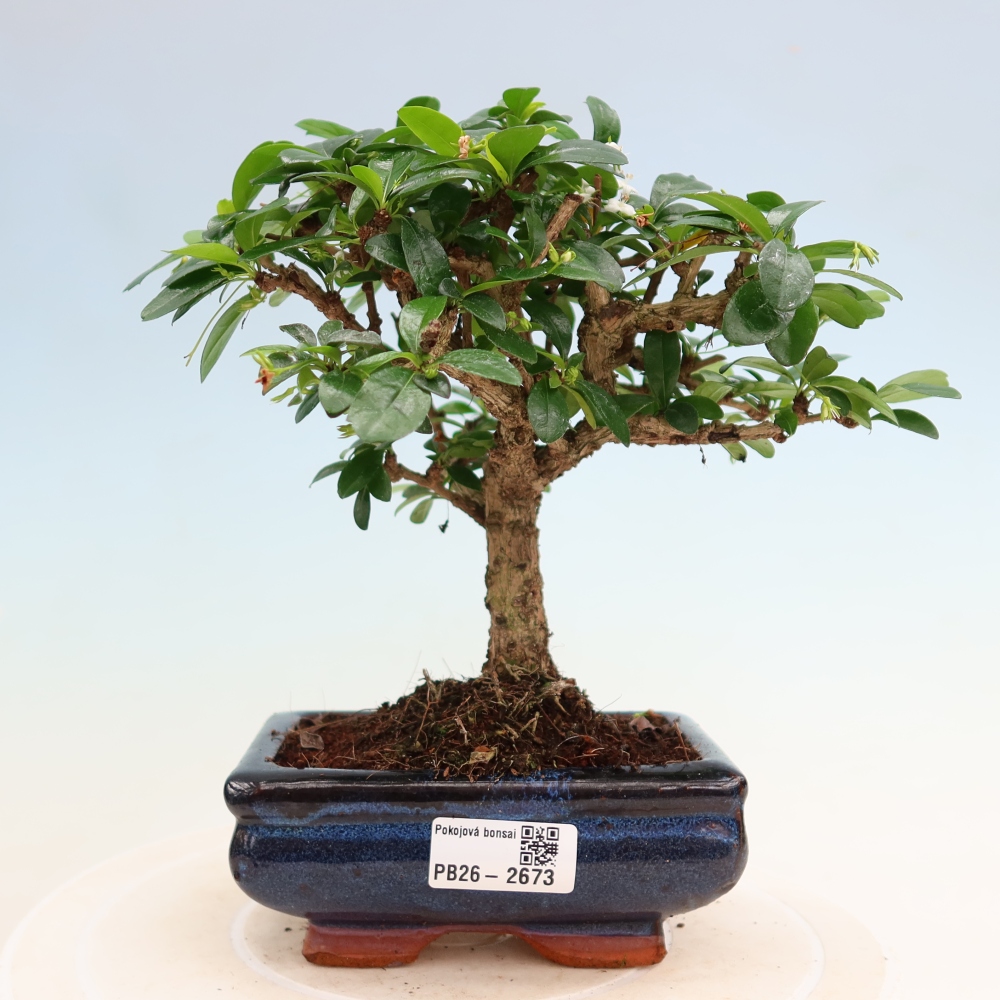 Bonsai pokojowe - Carmona macrophylla - Tea fuki