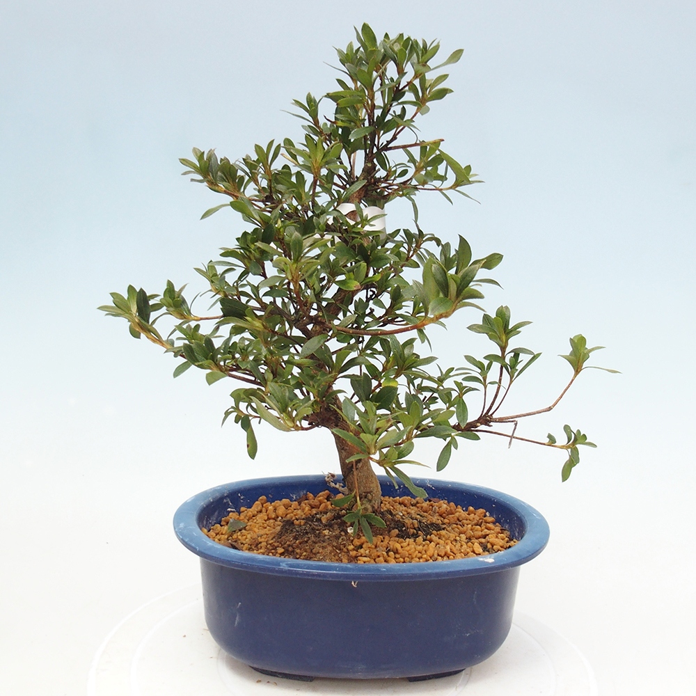 Bonsai zewnętrzne - Azalia japońska - Azalia Beniko