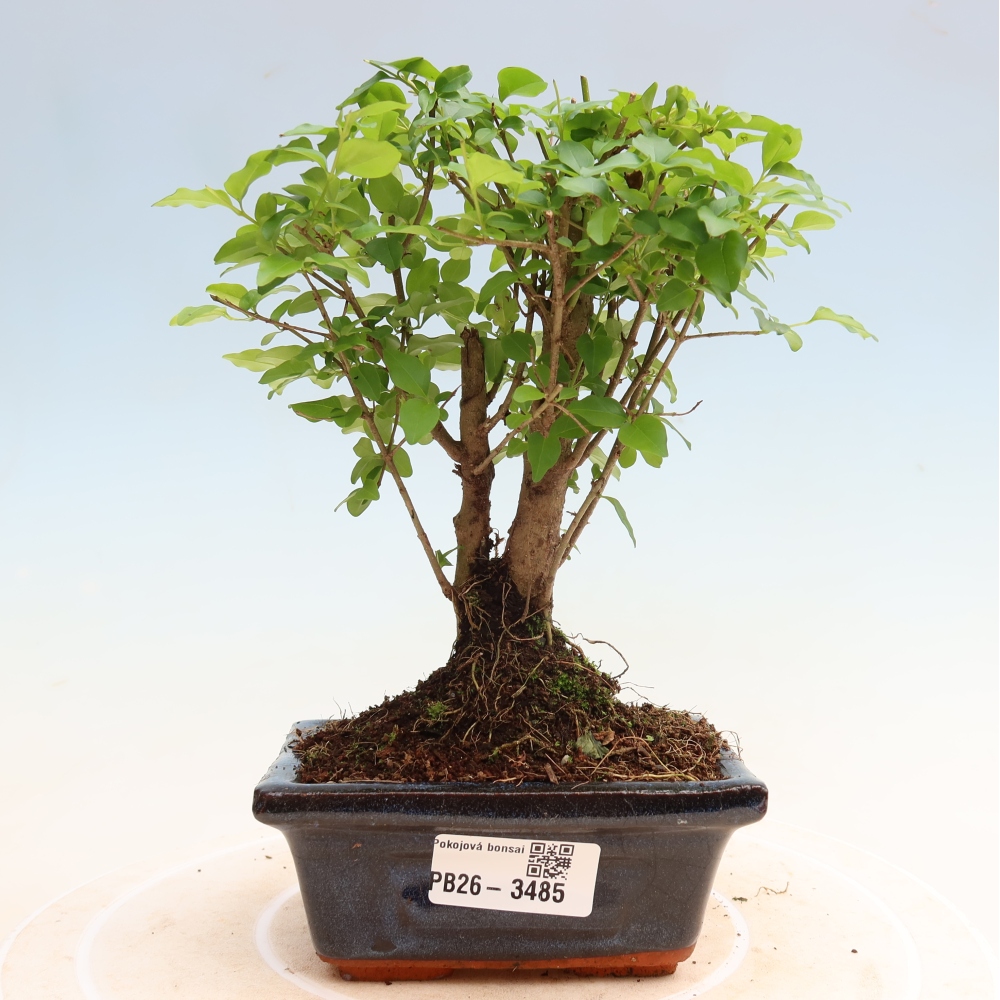 Pokój bonsai - Ligustrum chinensis - Dziób ptaka