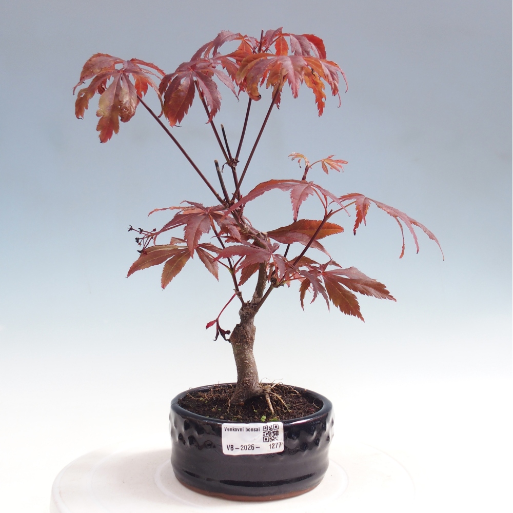 Bonsai na zewnątrz - Palma Acer. Atropurpureum-Javor palmate