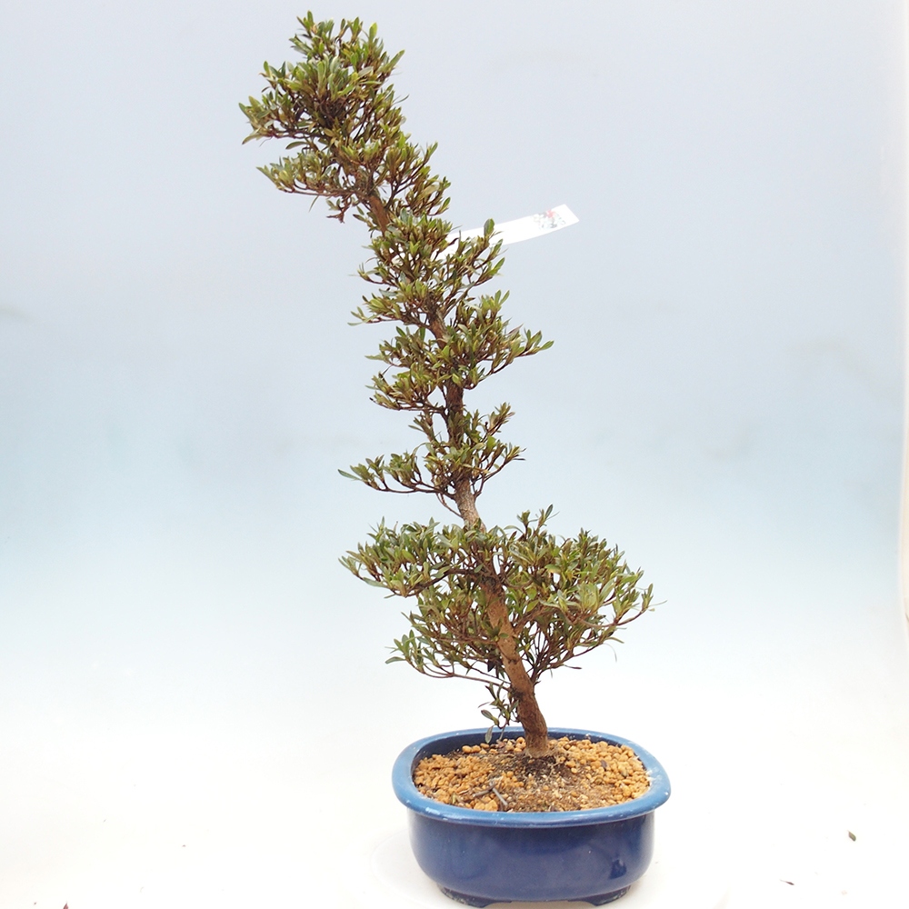Bonsai zewnętrzne - Azalia japońska - Azalia Hakurin