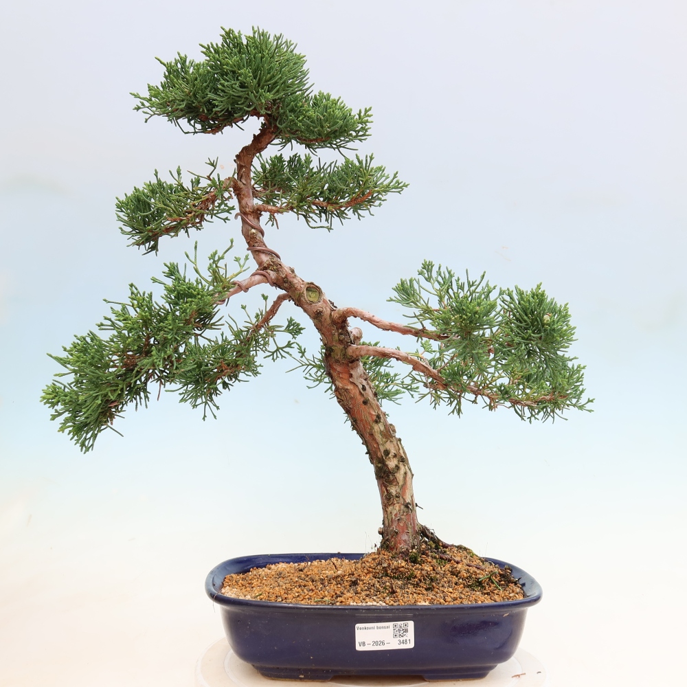 Outdoor bonsai - Juniperus chinensis Kishu