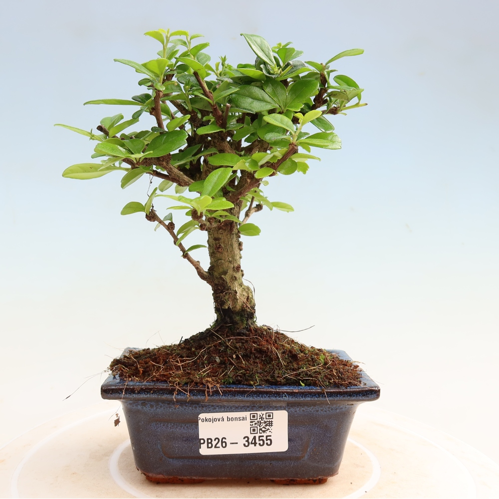 Bonsai pokojowe - Carmona macrophylla - Tea fuki
