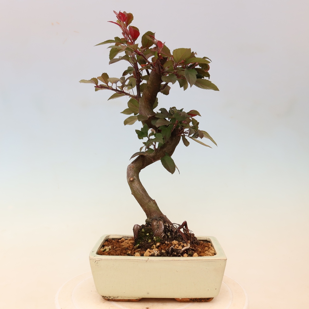 Outdoor bonsai - Malus domestica - Jabłoń czerwonolistna o małych owocach