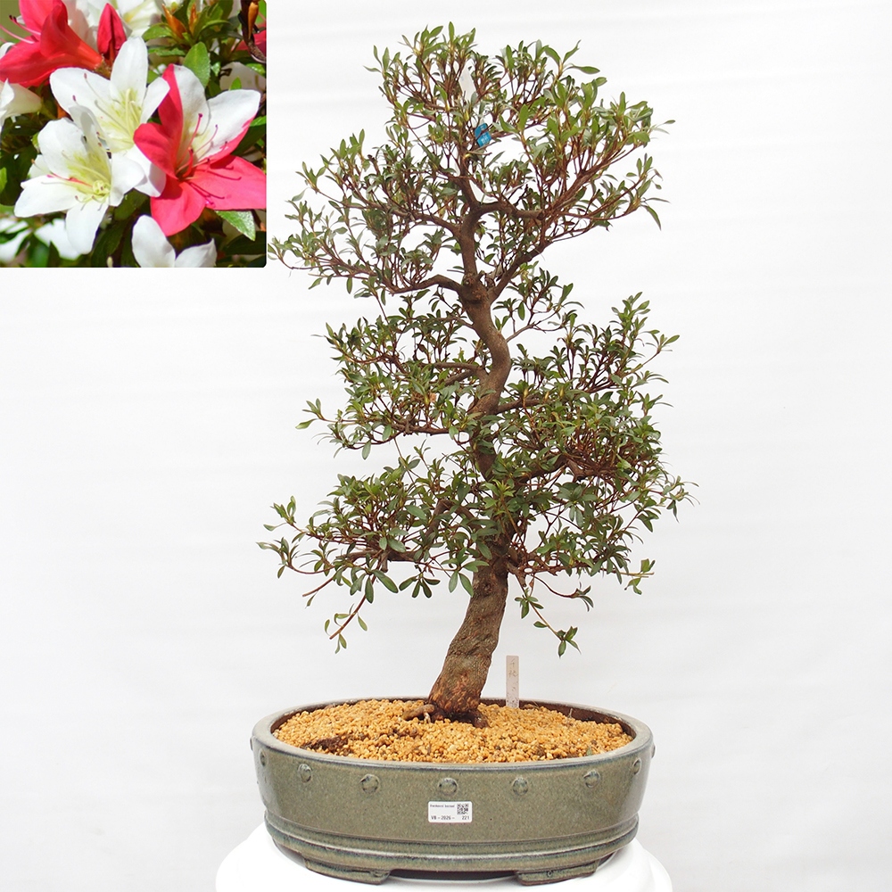 Bonsai zewnętrzne - Azalia japońska - Azalia CHIHIRO