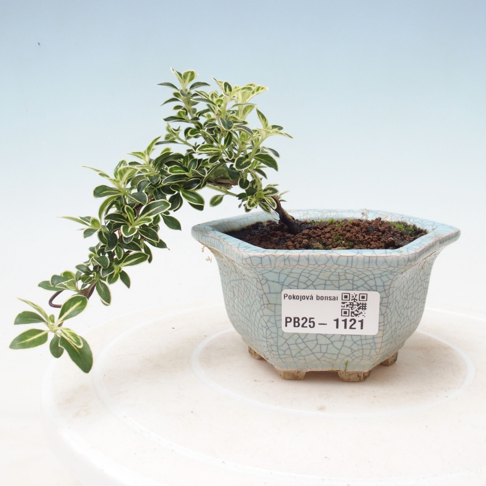 Bonsai do wnętrz - Serissa foetida Variegata - Drzewo tysiąca gwiazd