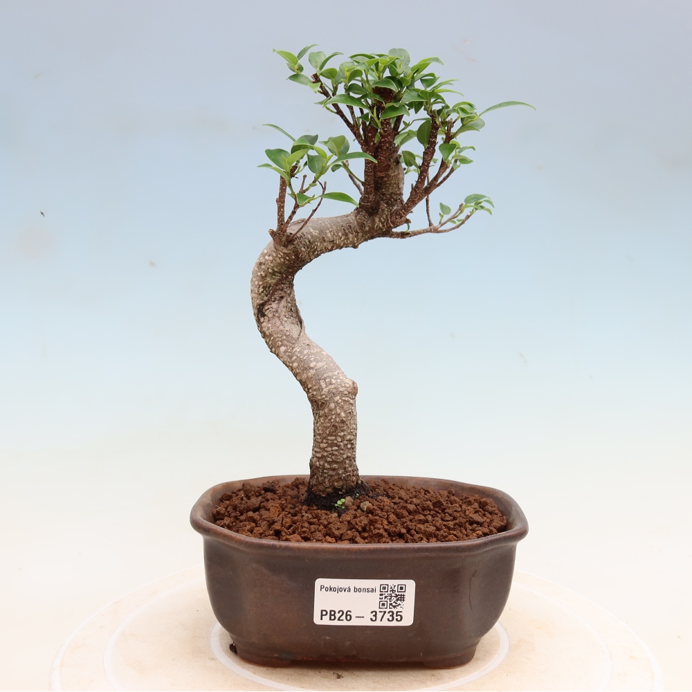 Pokój bonsai - Ficus kimmen - figowiec drobnolistny