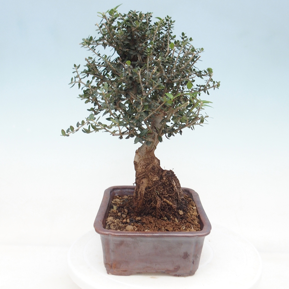 Bonsai do wnętrz - Olea europaea sylvestris