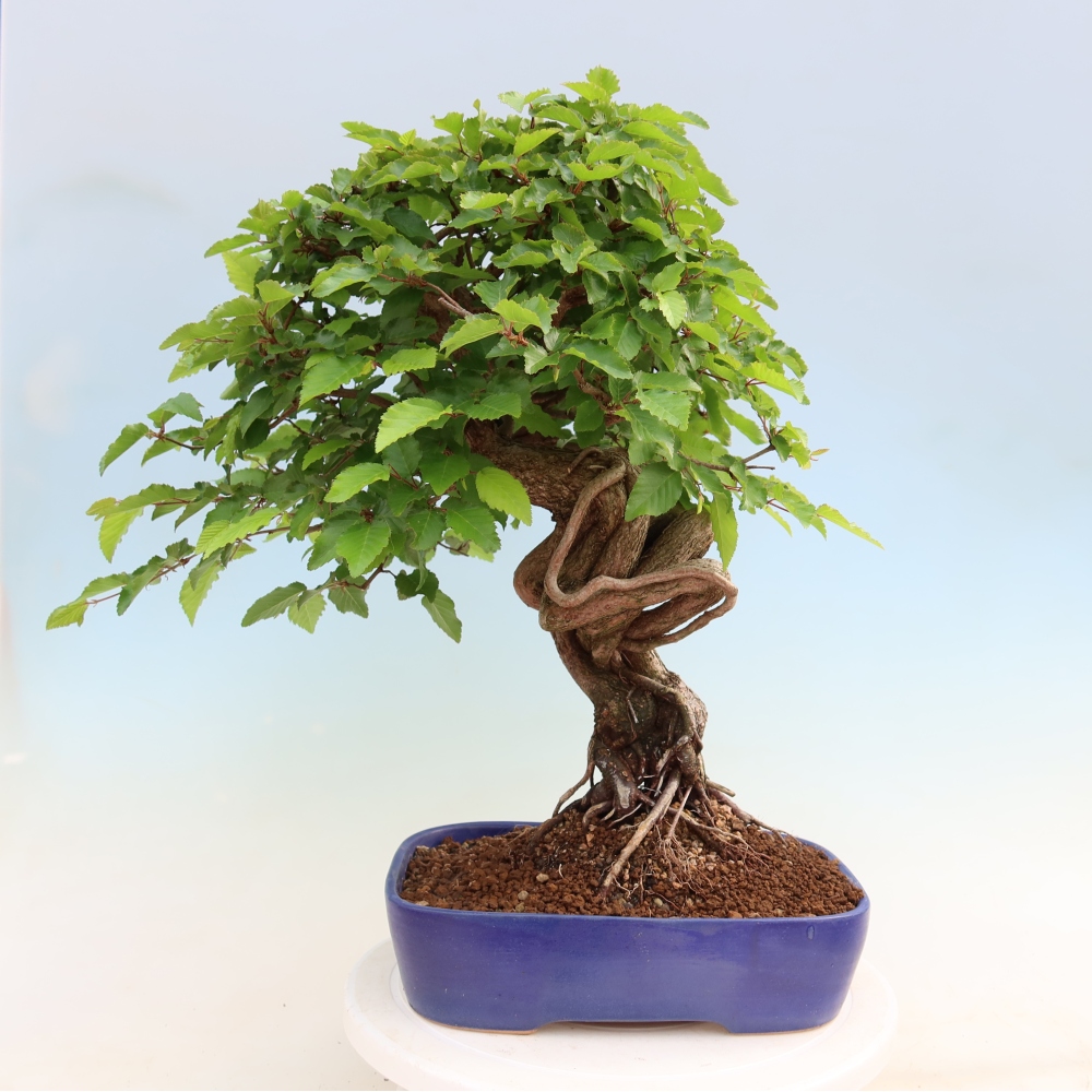 Outdoor bonsai - Carpinus coreana - grab koreański