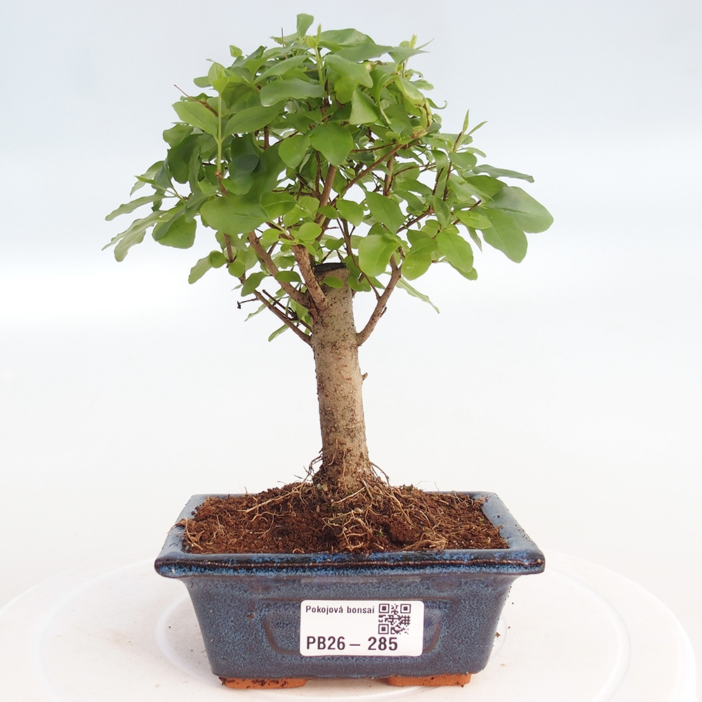 Pokój bonsai - Ligustrum chinensis - Dziób ptaka