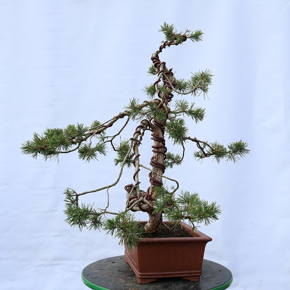 Pinus sylvestris Hiszpania – sosna zwyczajna