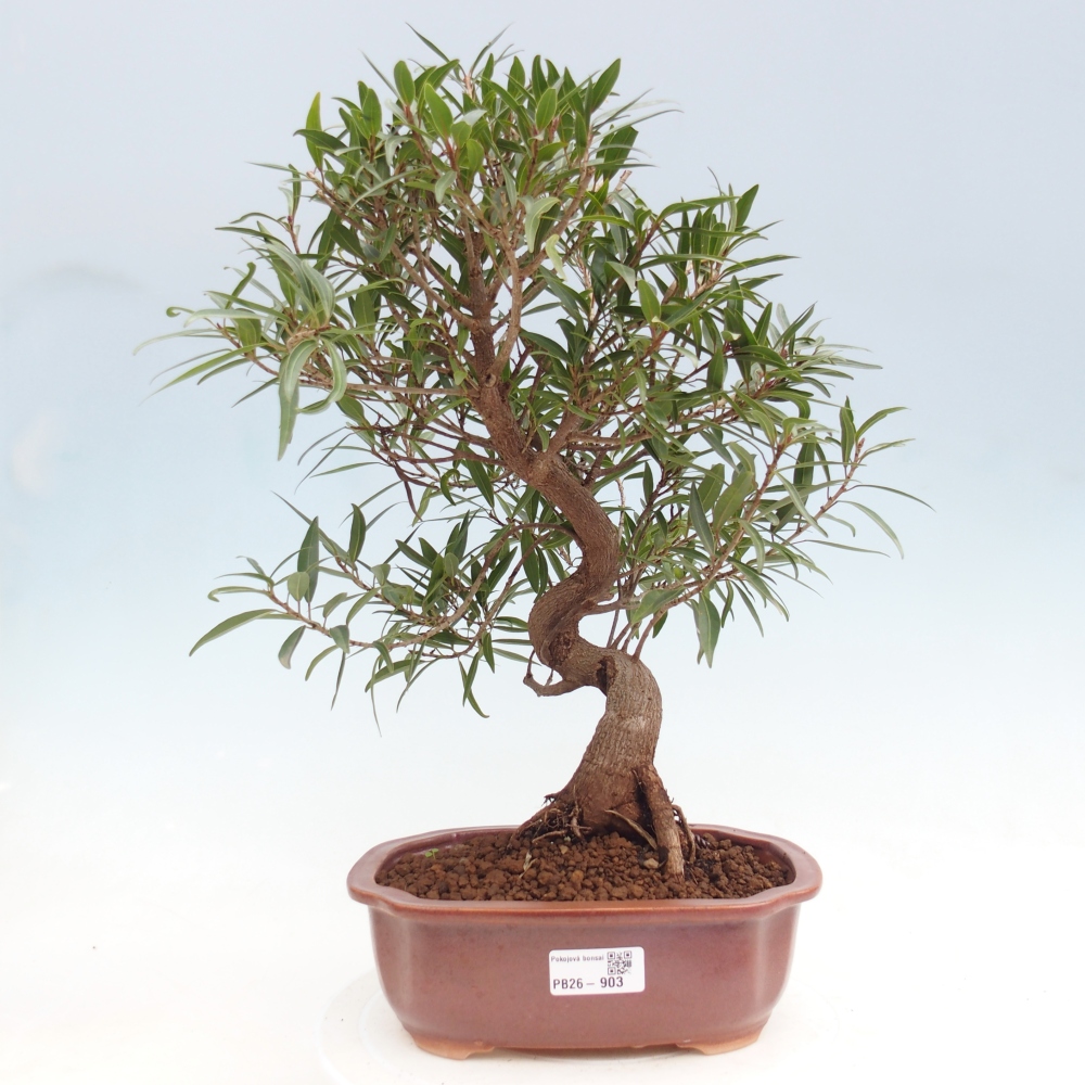Pokój bonsai - Ficus nerifolia - figowiec drobnolistny