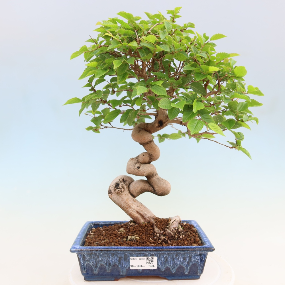 Outdoor bonsai - Carpinus coreana - grab koreański