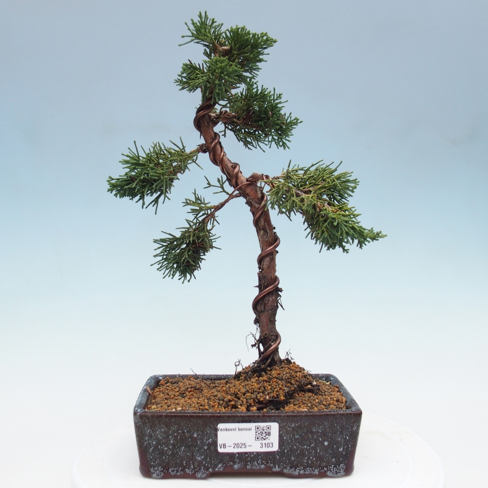 Bonsai zewnętrzne - Juniperus chinensis Kishu - Jałowiec chiński