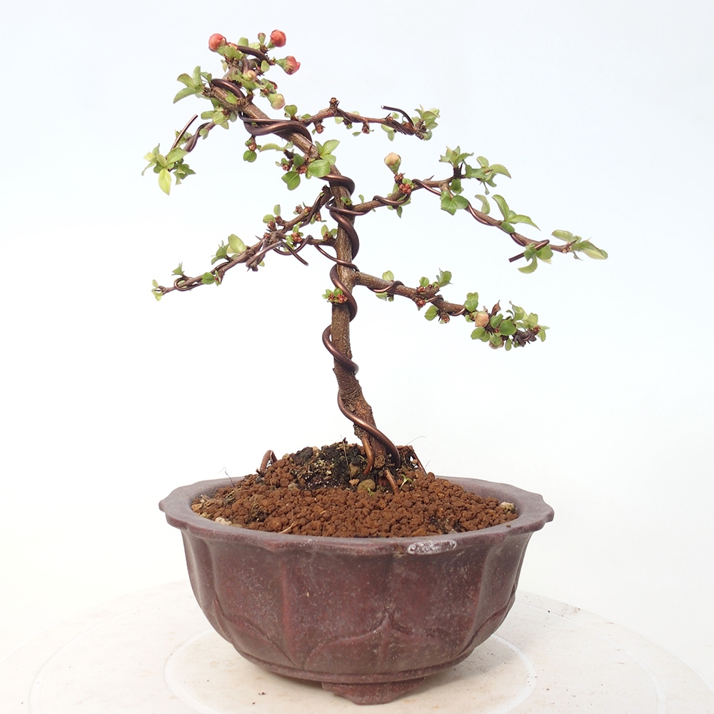 Outdoor bonsai - Chaneomeles s. Red Joy - Pigwa