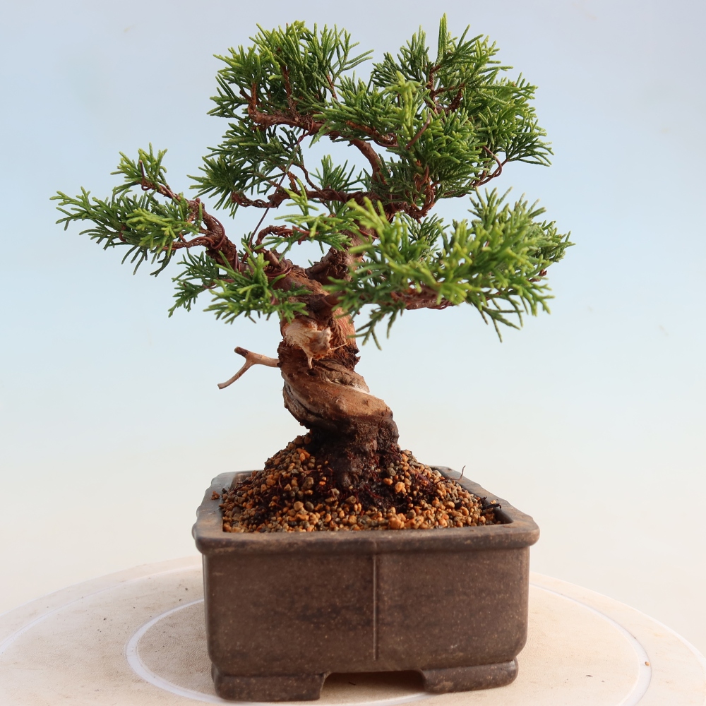 Outdoor bonsai - Juniperus chinensis Itoigawa - Jałowiec chiński