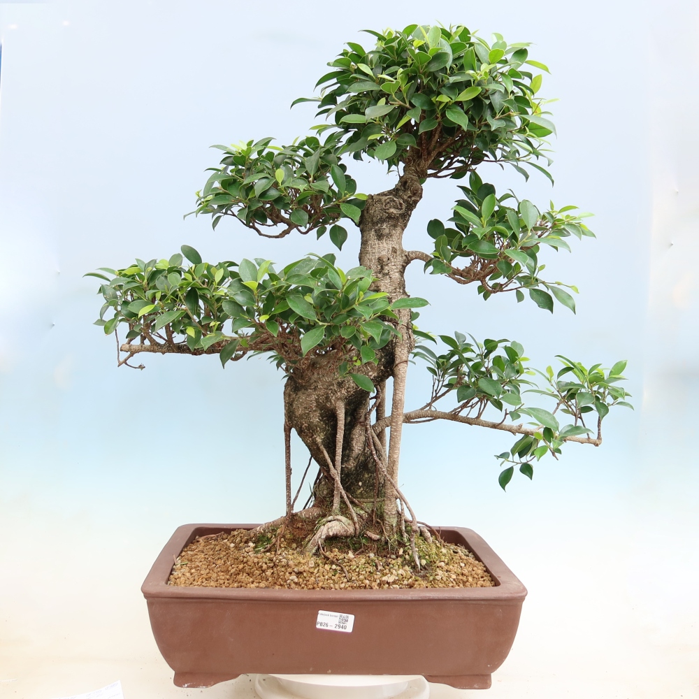 Pokój bonsai - Ficus kimmen - figowiec drobnolistny