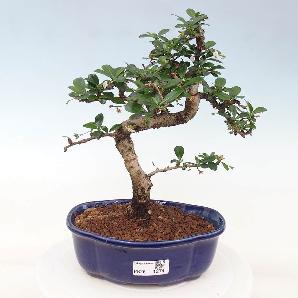 Bonsai pokojowe - Carmona macrophylla - Tea fuki