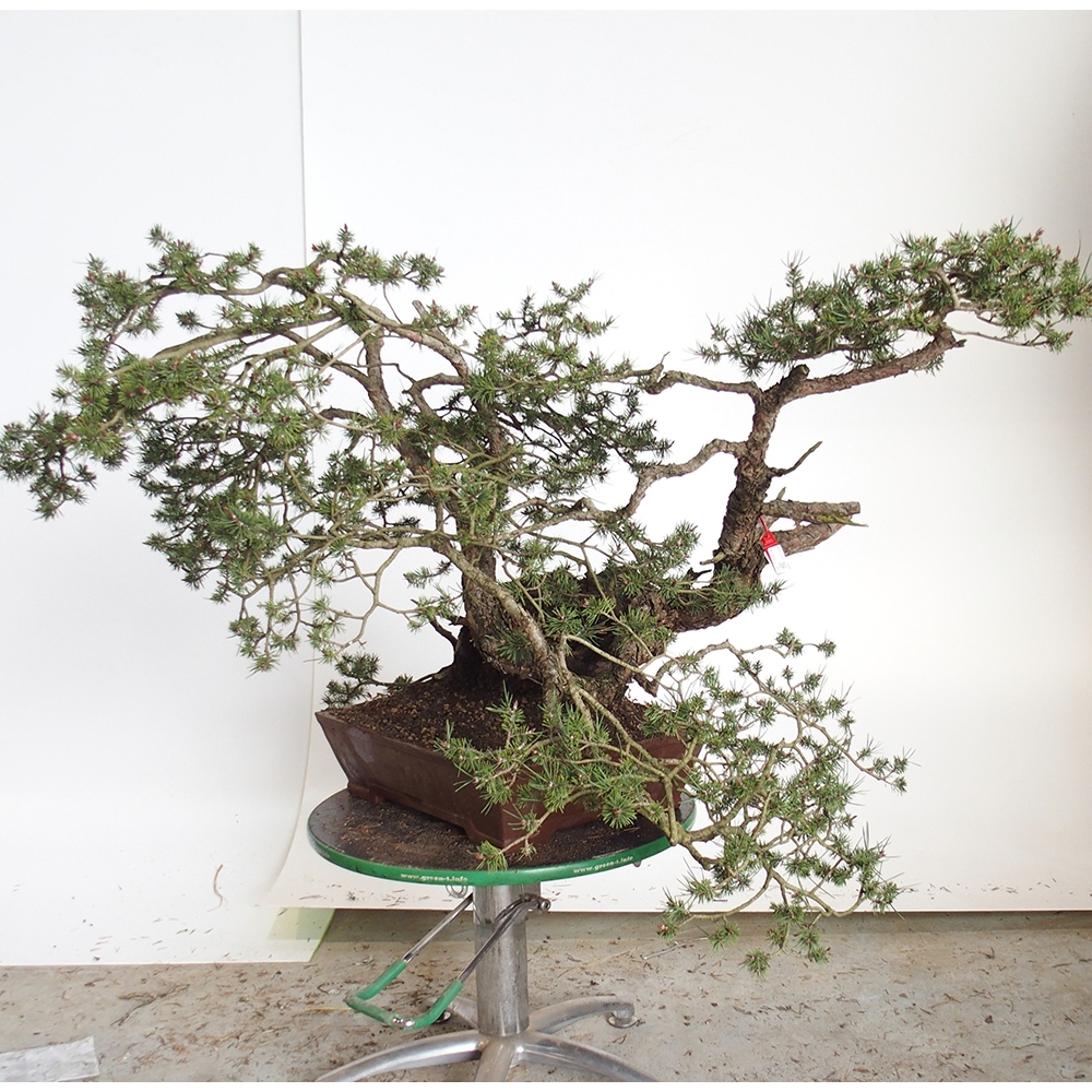 Yamadori - Pinus sylvestris Hiszpania