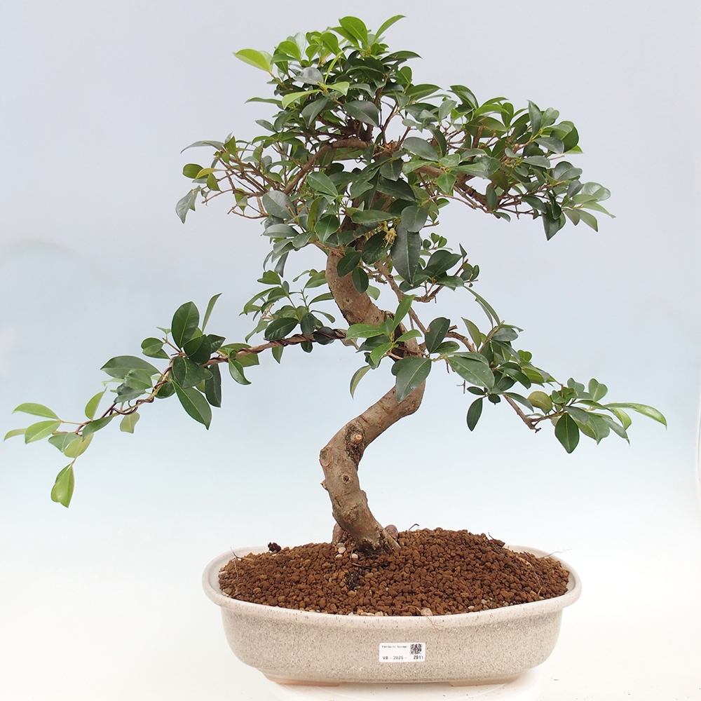 Bonsai pokojowe - Wiśnia australijska - Eugenia uniflora - WYŁĄCZNIE ODBIÓR OSOBISTY lub transport paletowy