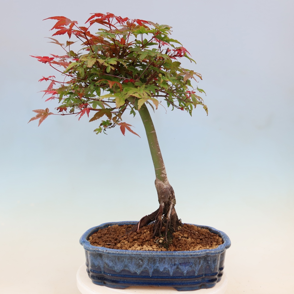Klon pospolity - Acer palmatum Beni Tsukasa