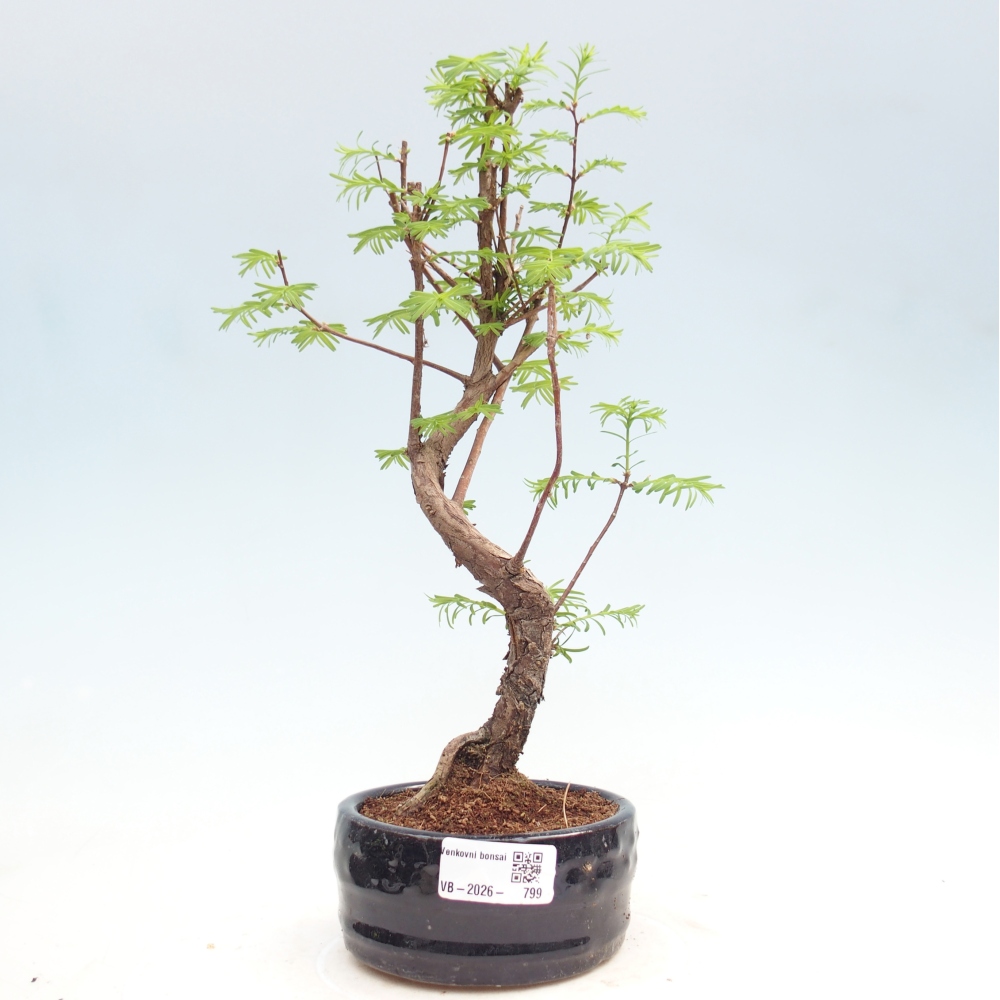 Outdoor bonsai - Metasequoia glyptostroboides - Metasekwoja chińska