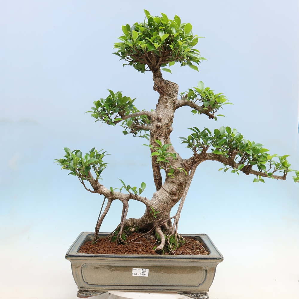 Pokój bonsai - Ficus kimmen - figowiec drobnolistny