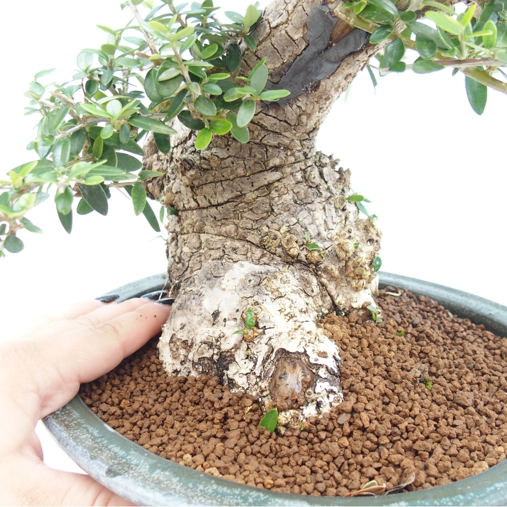 Kryte bonsai - Olea europaea sylvestris - Europejska oliwa z małych liści