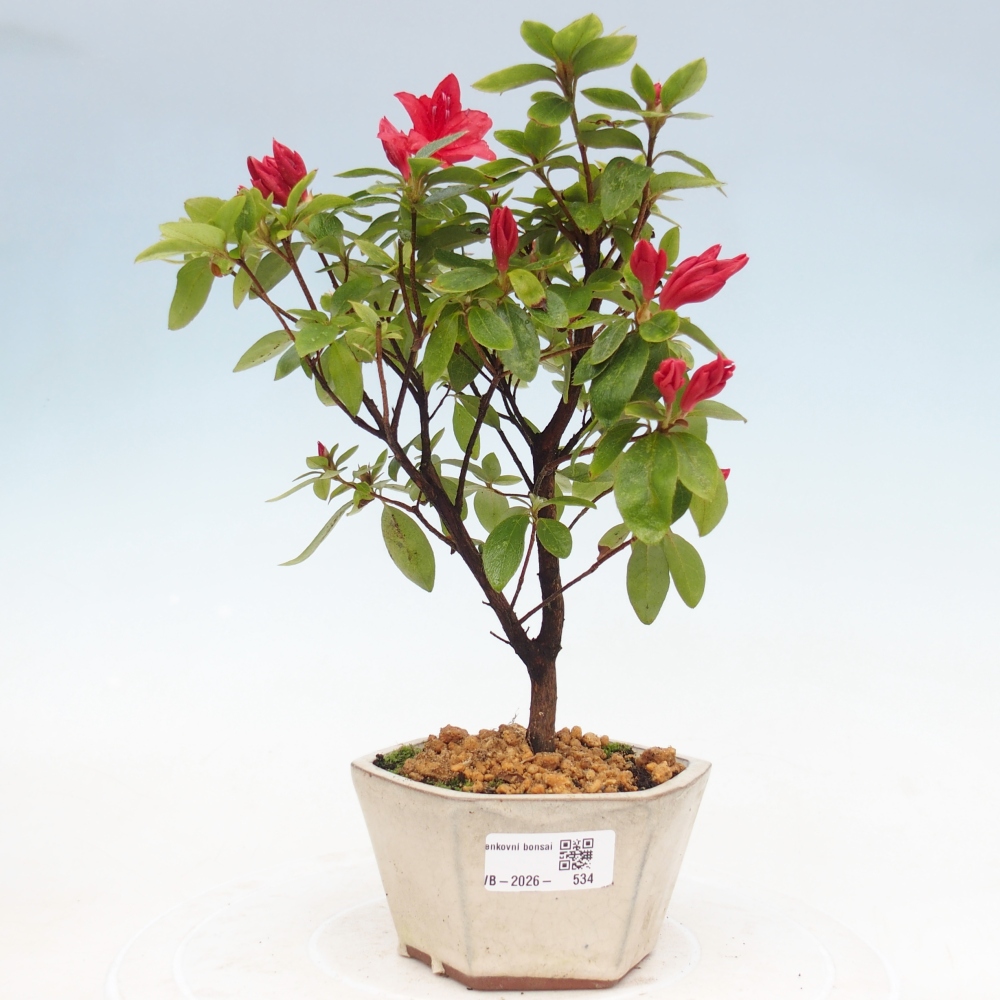 Outdoor bonsai - Azalia japońska - Azalea sp.