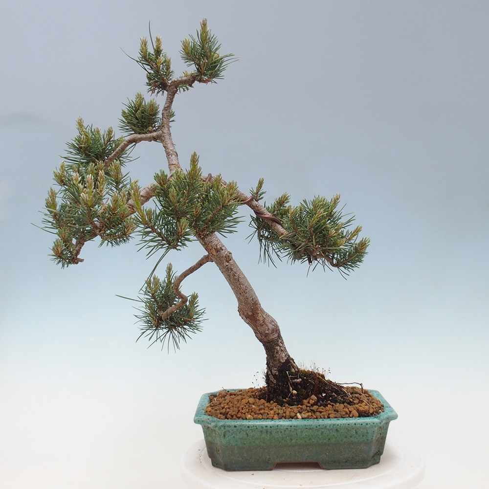 Outdoor bonsai - Pinus Sylvestris - sosna zwyczajna