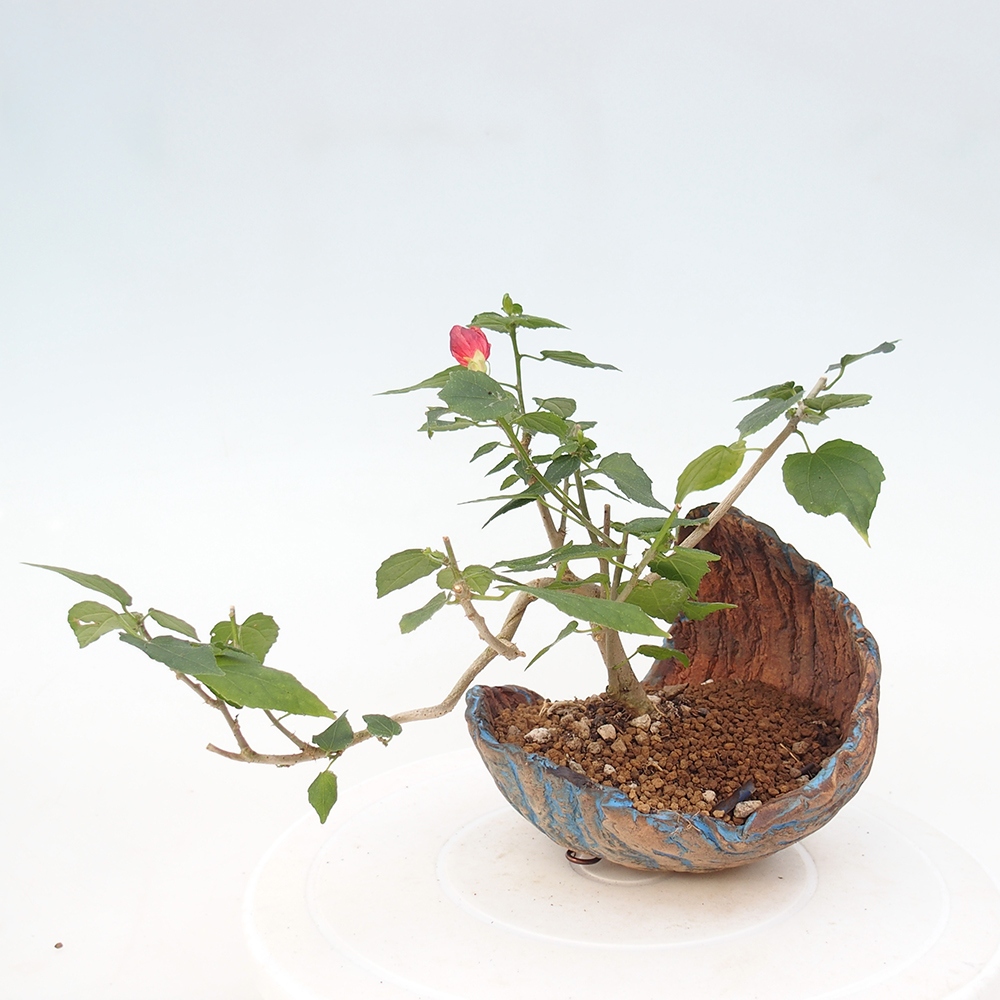 Bonsai domowe - Malvaviscus arboreus