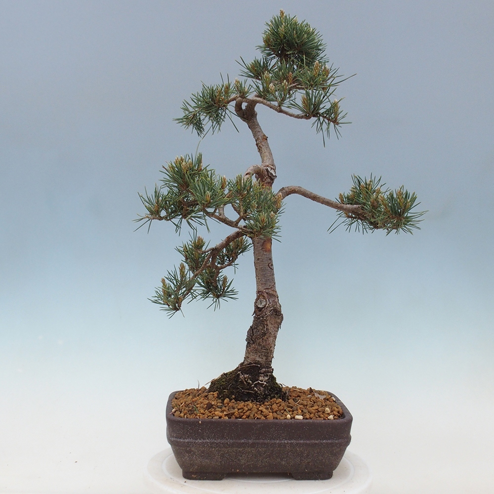 Outdoor bonsai - Pinus Sylvestris - sosna zwyczajna