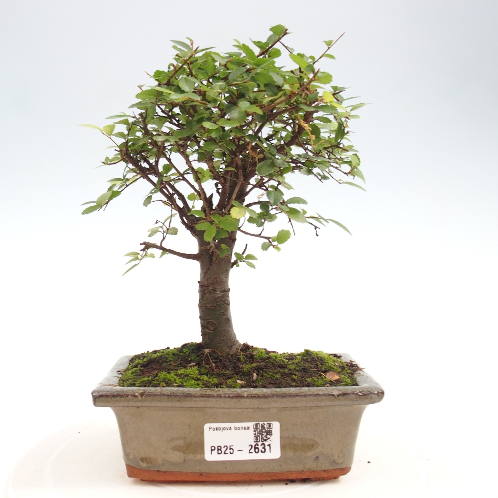 Kryty bonsai - Ulmus parvifolia - Wiąz drobnolistny