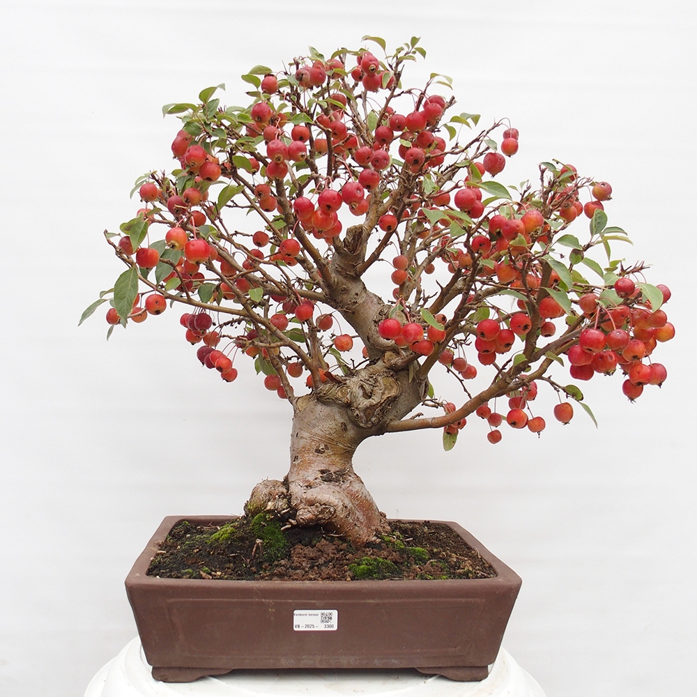 Bonsai plenerowe - Malus Halliana - Jabłoń drobnoowocowa