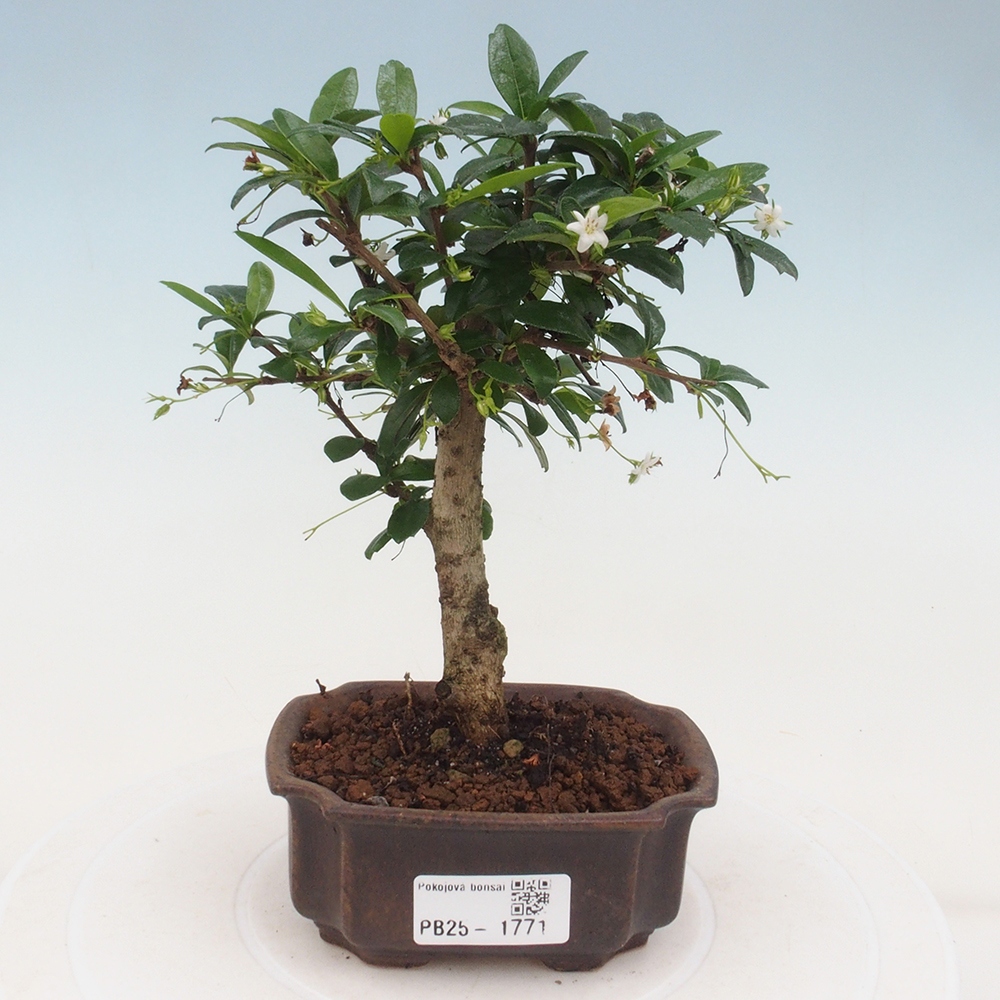 Bonsai wewnętrzne - Carmona makrophylla - Herbata Fuki
