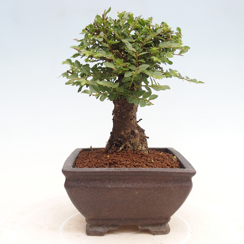 Bonsai zewnętrzne - Ulmus parvifolia Hokkaido - wiąz chiński