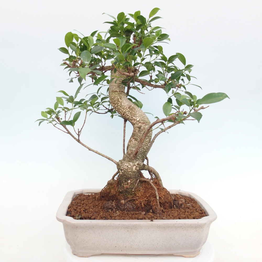 Pokój bonsai - Ficus kimmen - figowiec drobnolistny