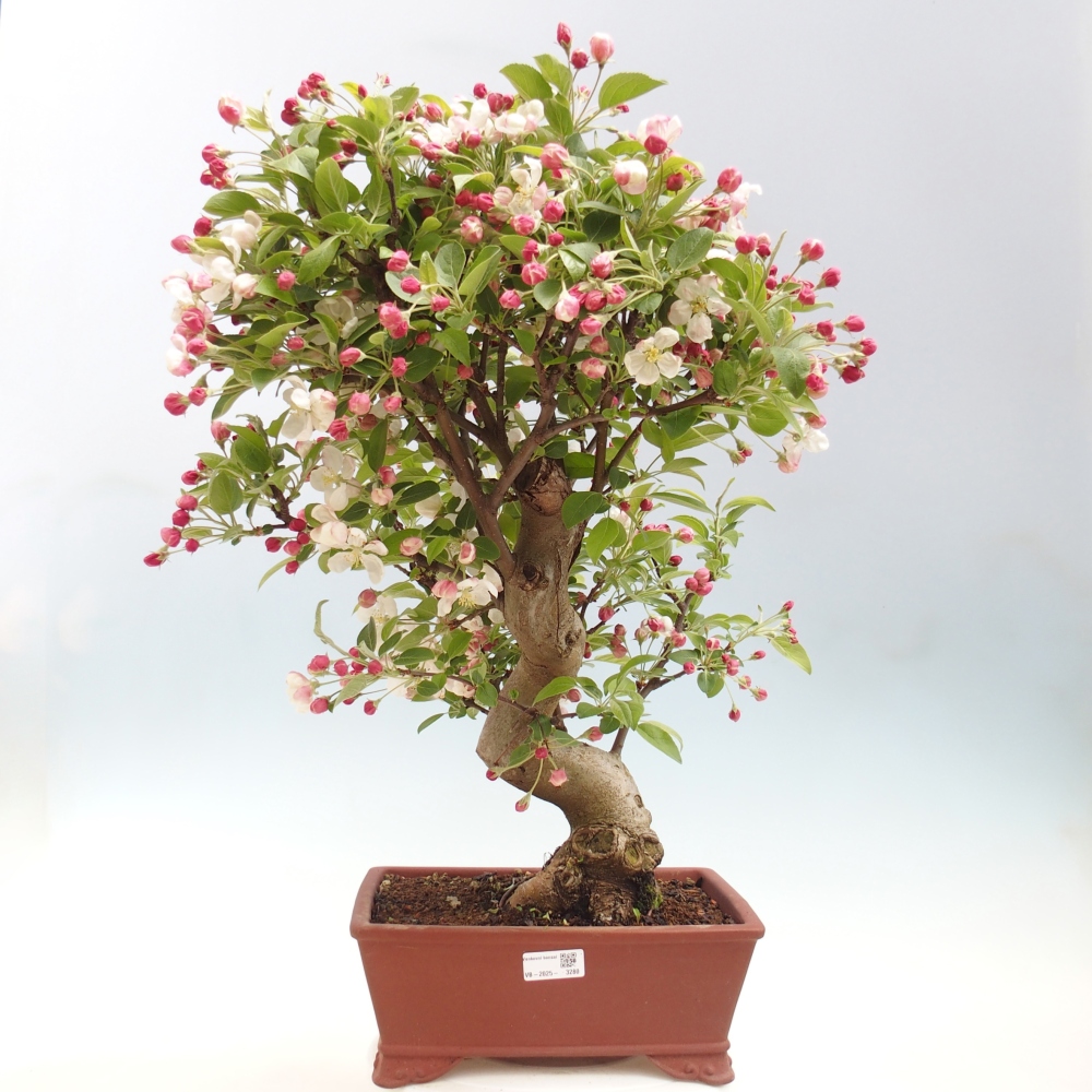 Outdoor bonsai - Malus halliana - Jabłoń drobnoowocowa