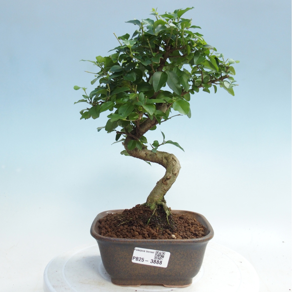 Pokój bonsai - Ligustrum chinensis - Dziób ptaka