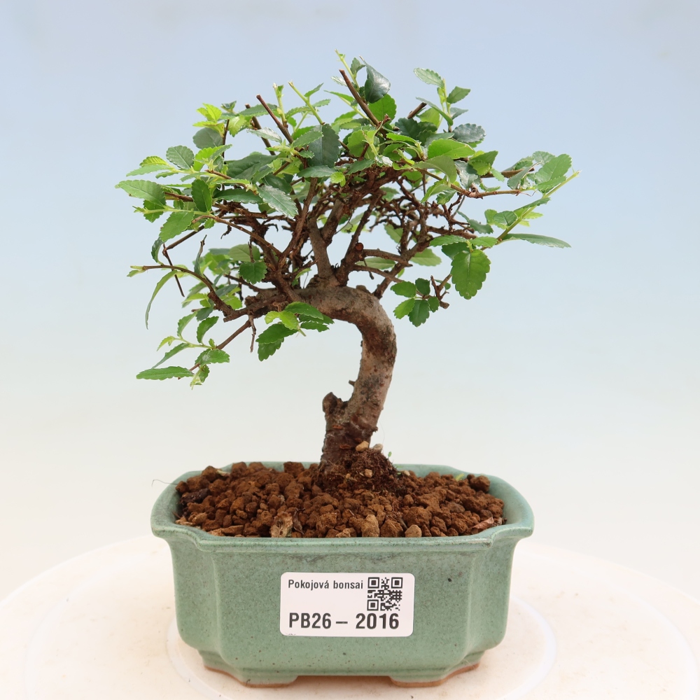 Pokój bonsai - Ulmus parvifolia - Wiąz drobnolistny