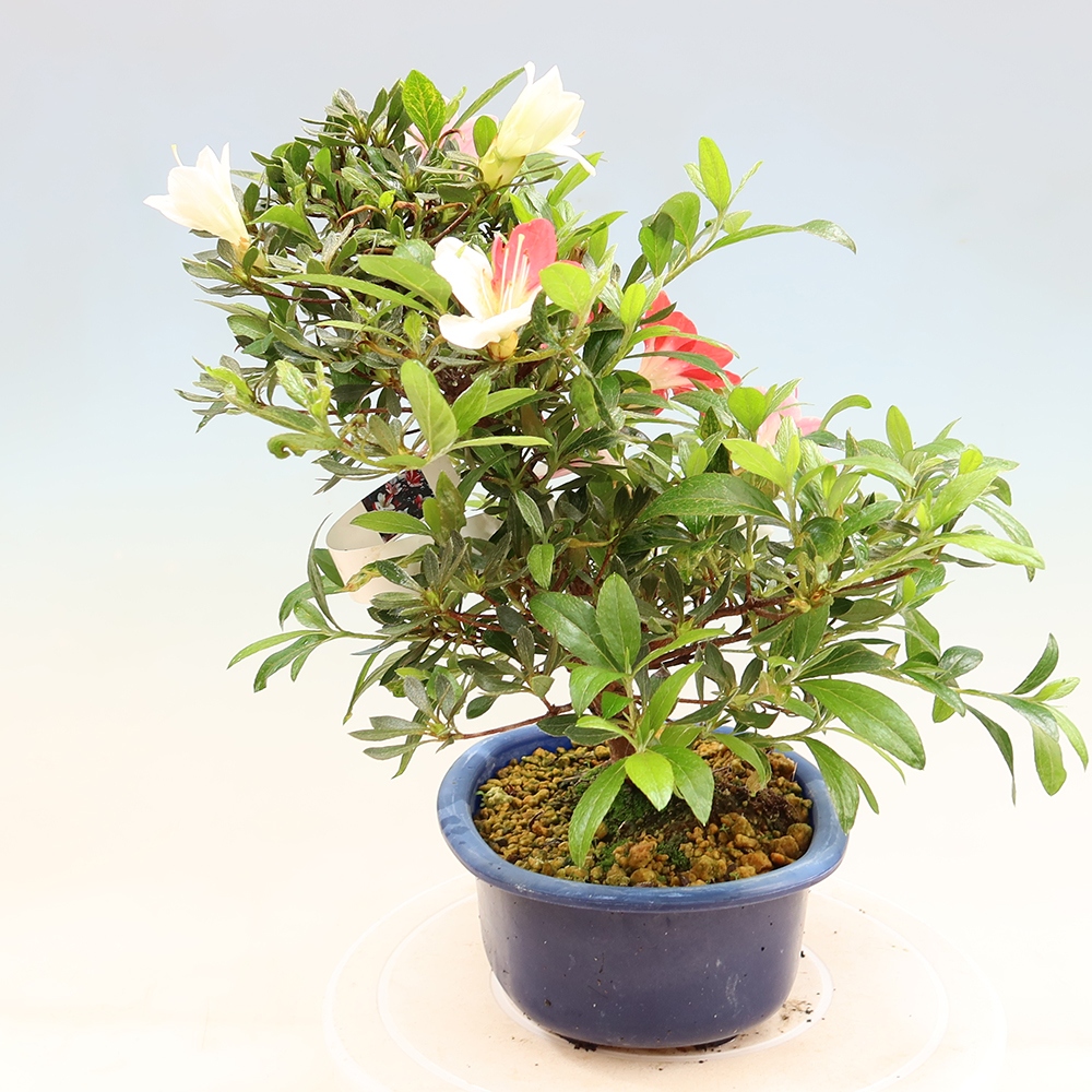 Bonsai zewnętrzne - Azalia japońska - Azalia CHIHIRO