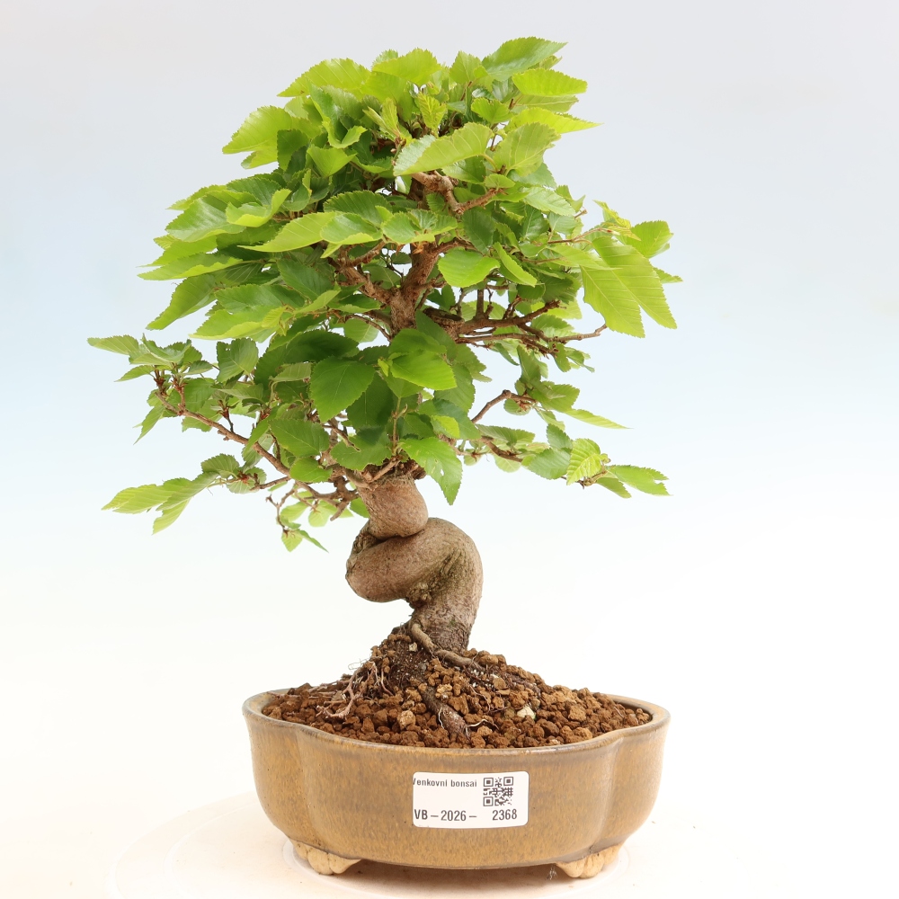 Outdoor bonsai - Carpinus coreana - grab koreański