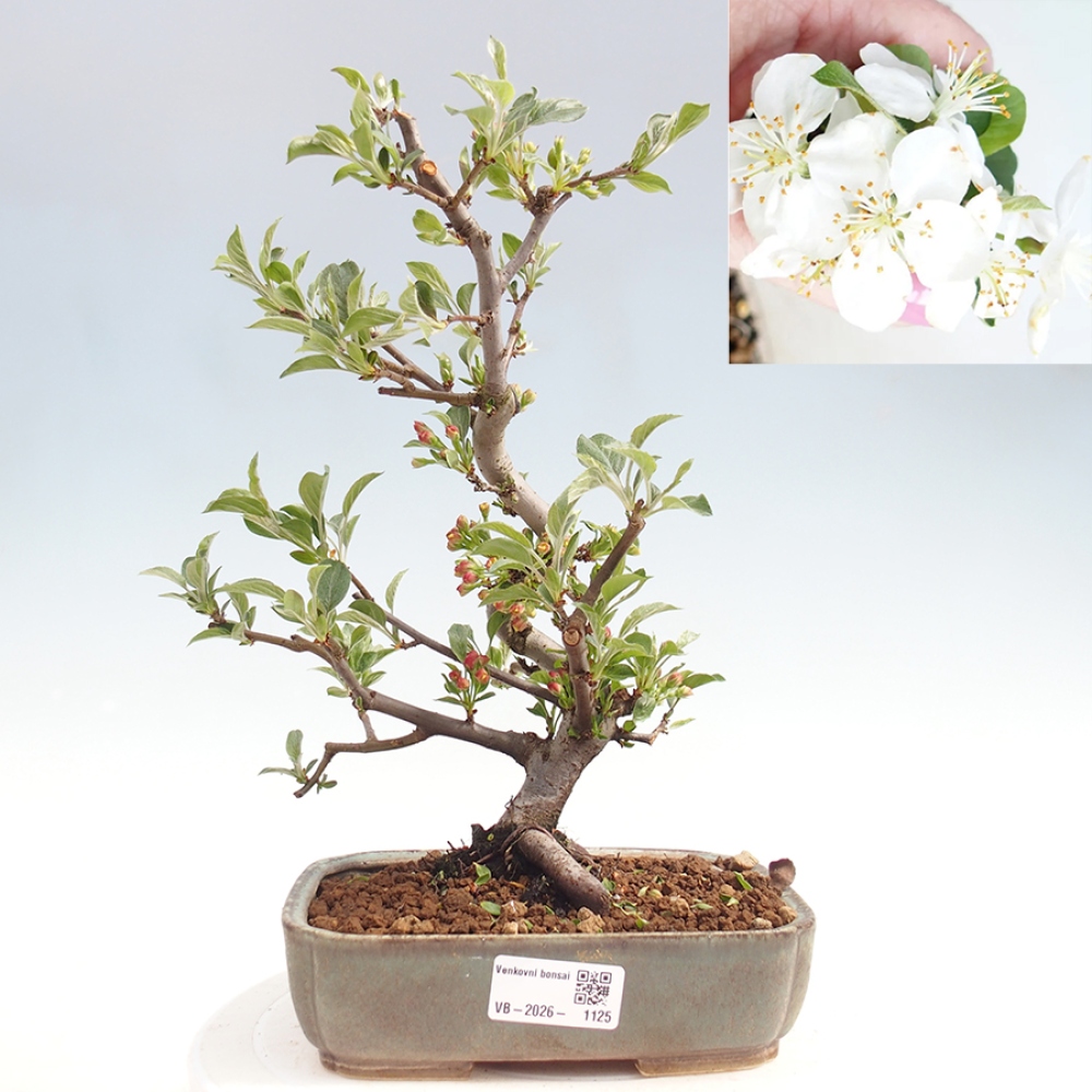 Outdoor bonsai - Malus sargentii - Jabłoń drobnoowocowa
