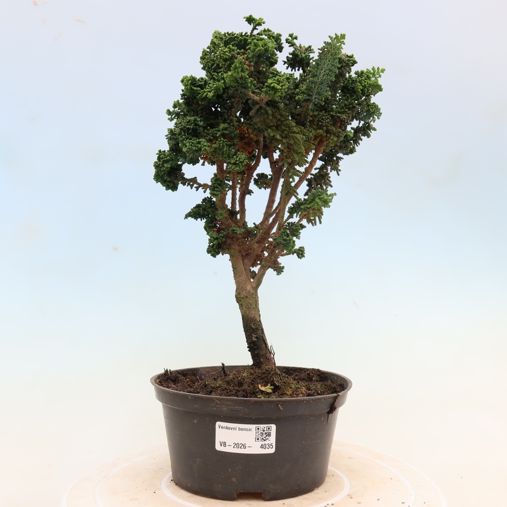 Bonsai zewnętrzne - Cham. obtusa SEKKA HINOKI - Cyprys