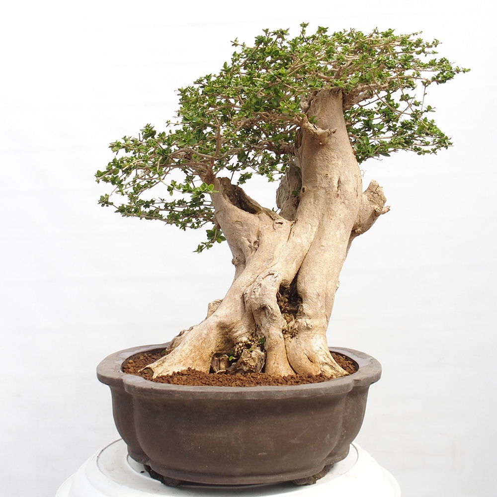 Bonsai wewnętrzne - Premna serratifolia - Kozlovon drobnolistny