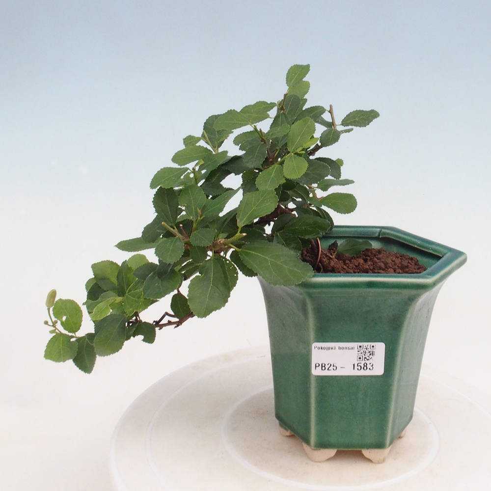 Kryty bonsai - Grewia occidentalis - Lawendowa gwiazda