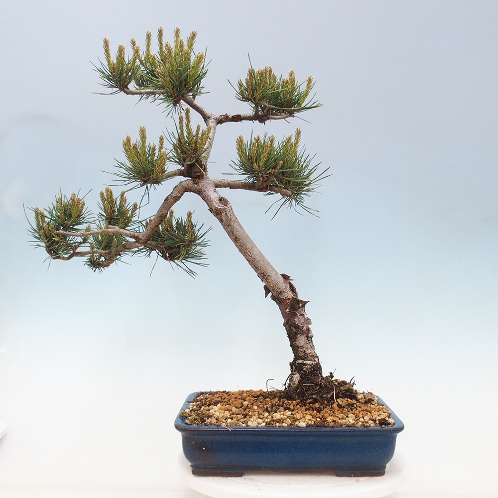 Outdoor bonsai - Pinus Sylvestris - sosna zwyczajna