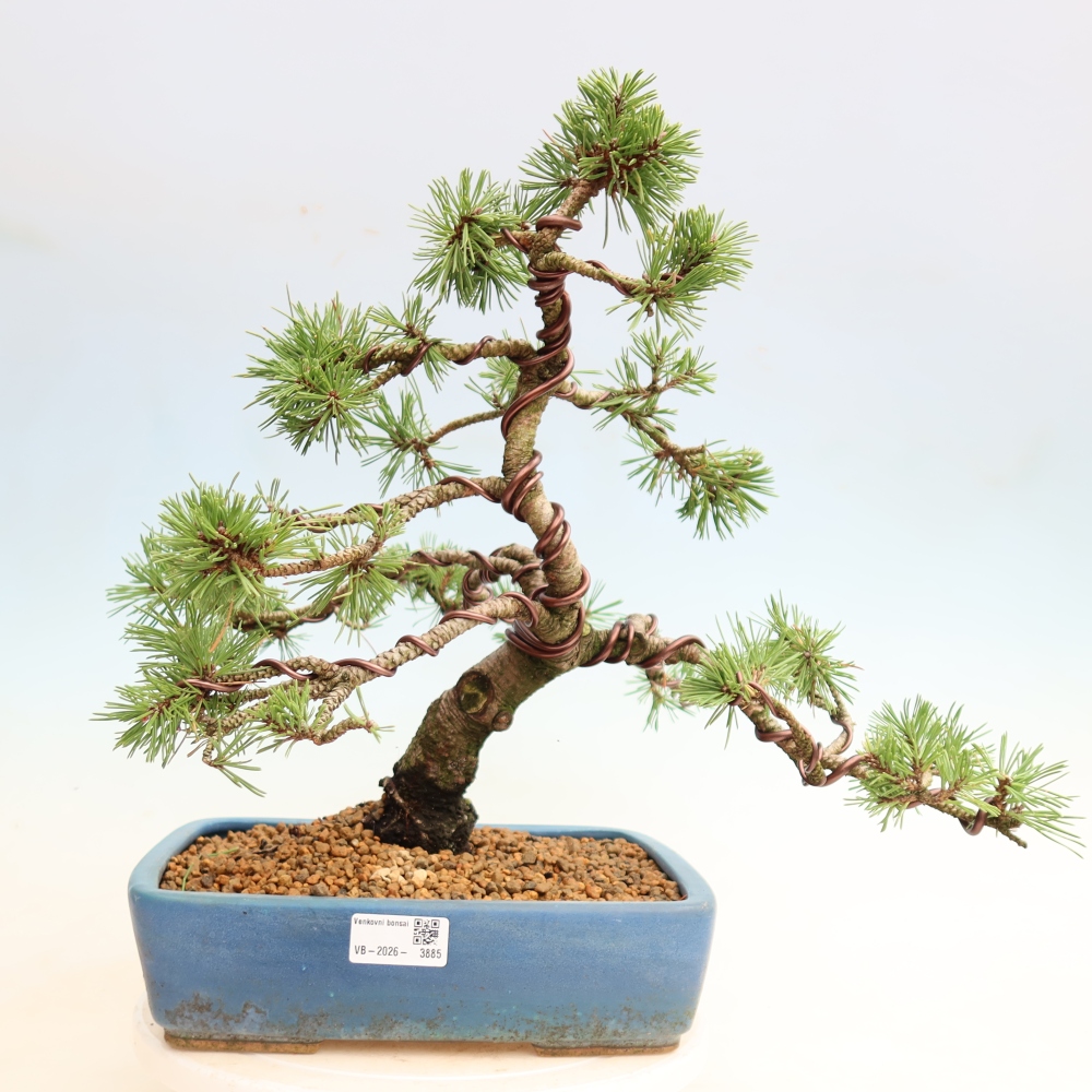 Bonsai ogrodowe – Pinus mugo Humpy – sosna karłowata